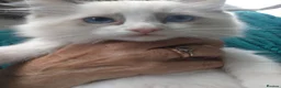 Ragdoll cats for sale: Snowballs Kittens - Advert 14