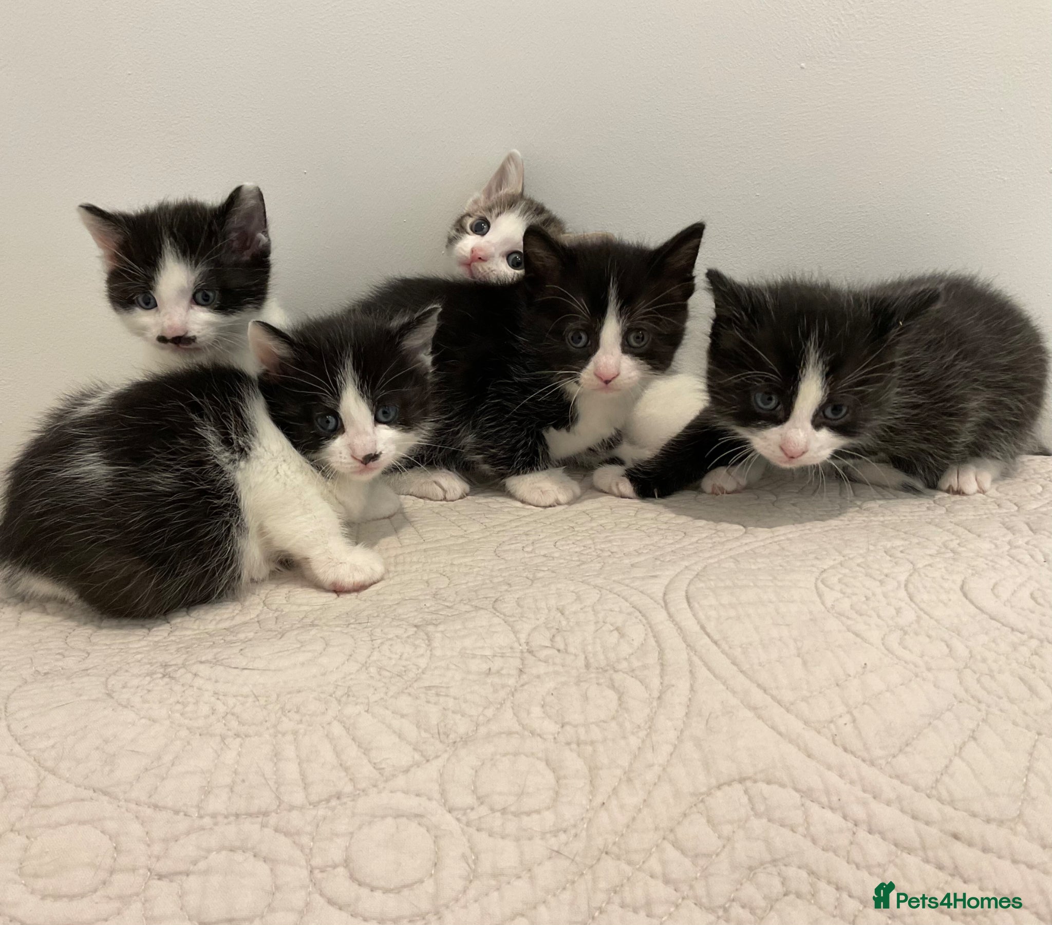Domestic Shorthair cats Beautiful kittens ready in 5 weeks - Advert 1