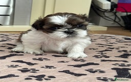Shih Tzu dogs for sale: Three Beautiful male Shih tzu puppies  - Image 5