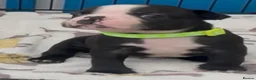 Boston Terrier dogs for sale: Boston Terrier Puppies KC Reg Oustanding Litter - Advert 12