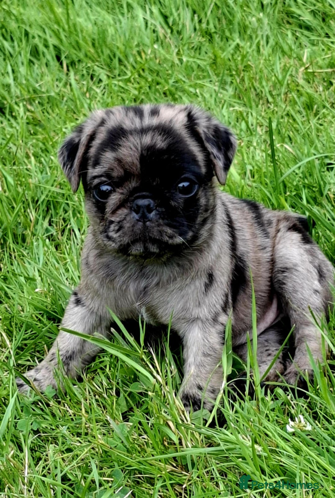 Pug dogs for sale: Pug puppies-Merle, panda and koi - Image 21