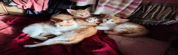 Mixed Breed cats for sale: 4 kittens available now - Advert 11