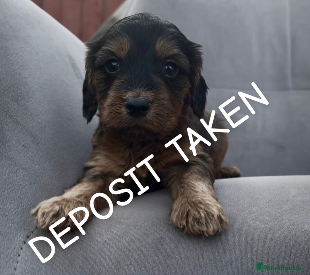 Cockapoo dogs for sale: stunning cockapoo puppies  - Image 20