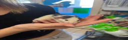 Rat rodents for sale: Hairless, dumbos and fancy rats - Advert 5