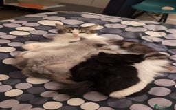 Ragdoll cats for sale: Ragdoll  - Image 3