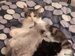 Ragdoll cats Ragdoll - Advert 1