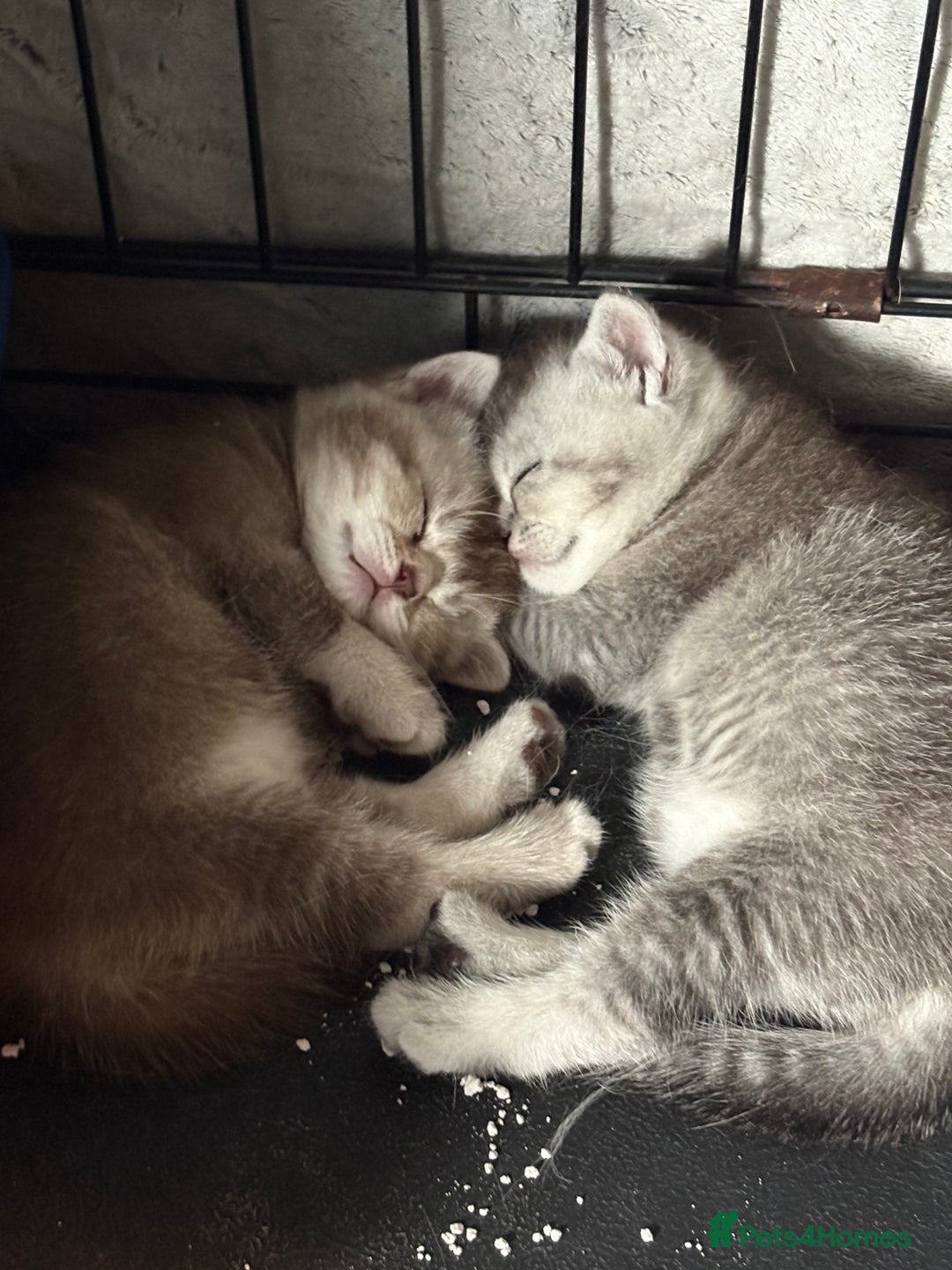 British Shorthair cats for sale: Beautiful silver black tipped girl 💕 - Image 2