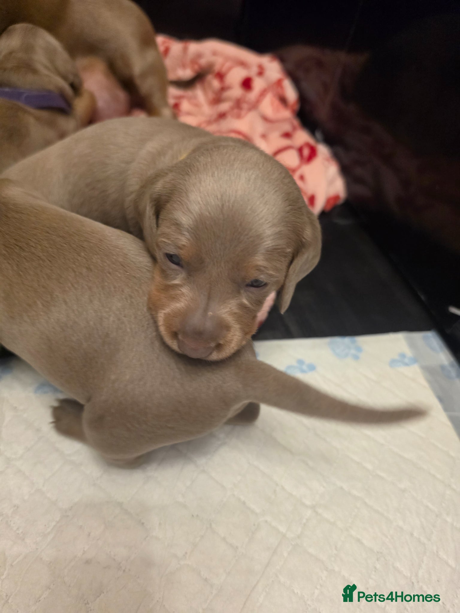 Miniature Dachshund dogs 3 Isabella Dachshund female puppies - Advert 8