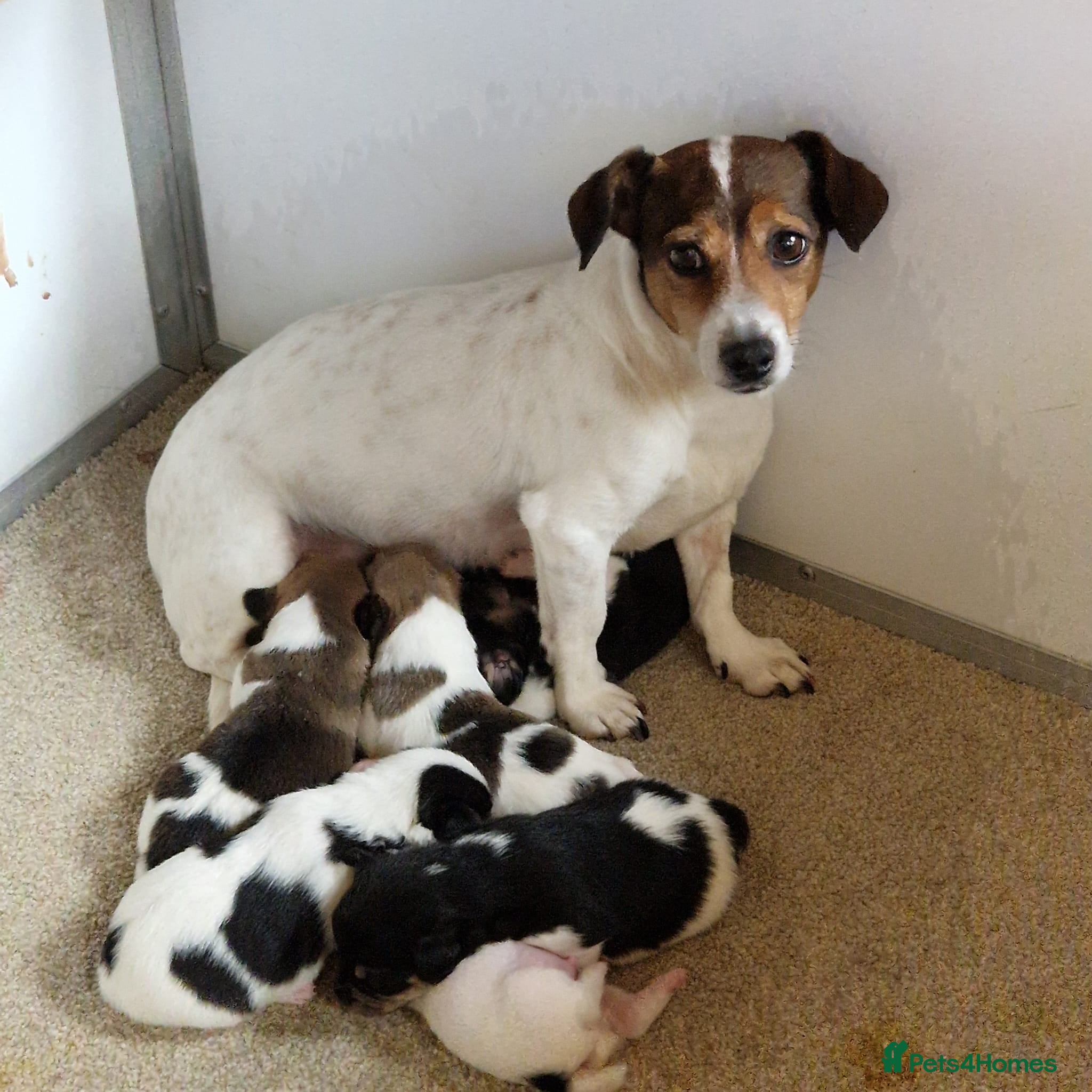 Jack Russell dogs Fabulous small type JRT BOYS - Advert 1