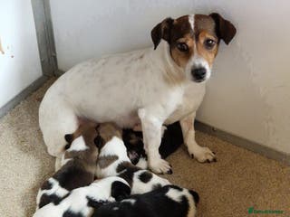 Jack Russell dogs Fabulous small type JRT BOYS - Advert 6