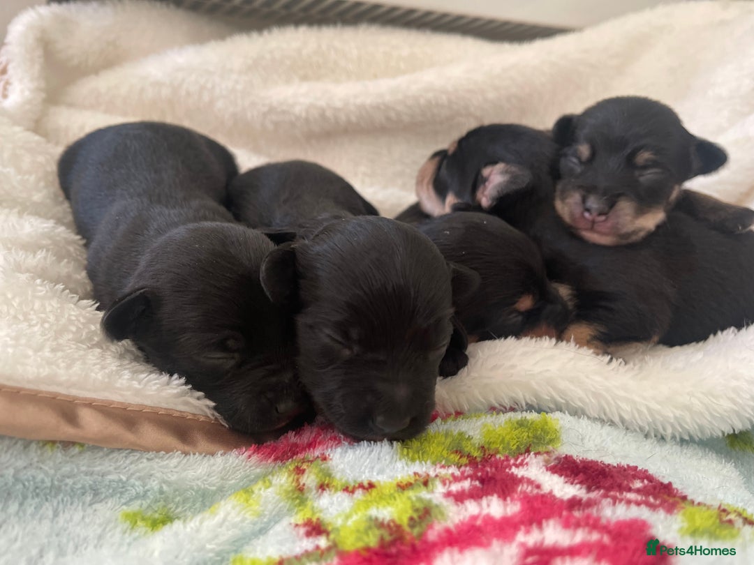 Jackapoo dogs for sale: Quality Jackapoo/ Jack Russel Puppies for sale 💌 - Advert 11