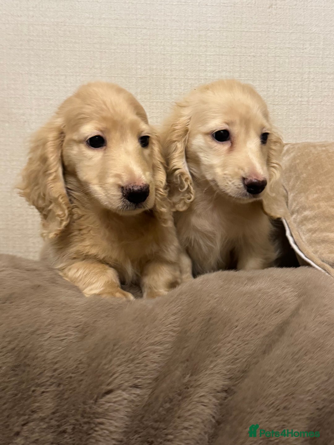 Miniature Dachshund dogs for sale: Two kennel club pra clear dachshund boys Longhair - Advert 7