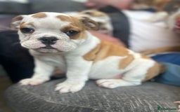 English Bulldog dogs for sale: English bulldogs  - Image 19