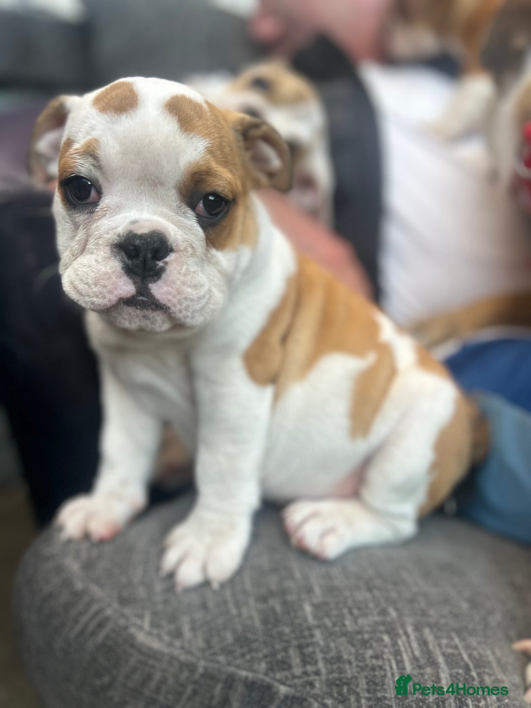 English Bulldog dogs for sale: English bulldogs  - Image 19