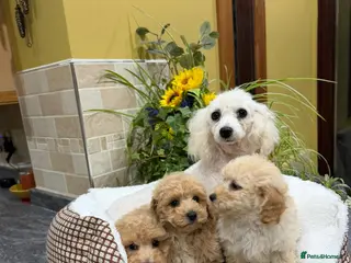 Poochon dogs Poochon Puppies - Advert 1