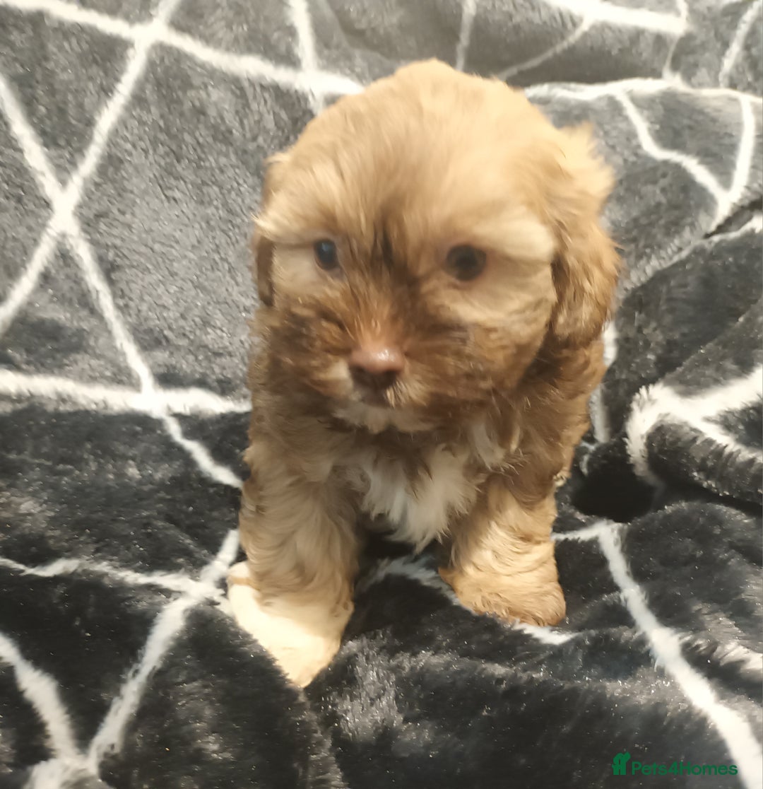 Shihpoo dogs for sale: shihpoo pups ONE BOY LEFT  - Image 13