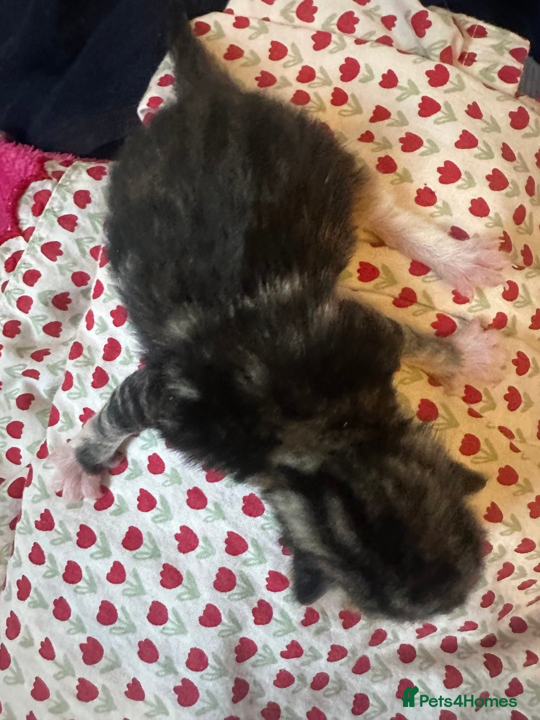 Mixed Breed cats for sale: X 3 Mixed tabby kittens - Advert 7
