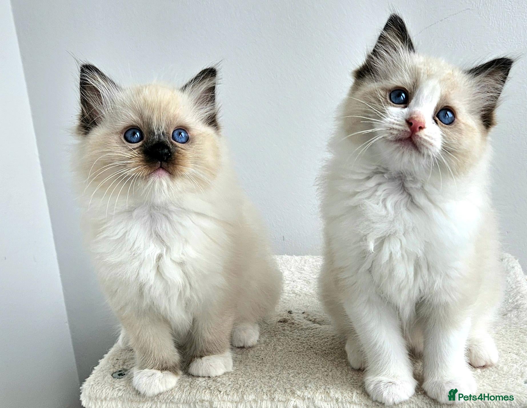 Ragdoll cats Stunning Ragdoll kittens 😸  - Advert 2