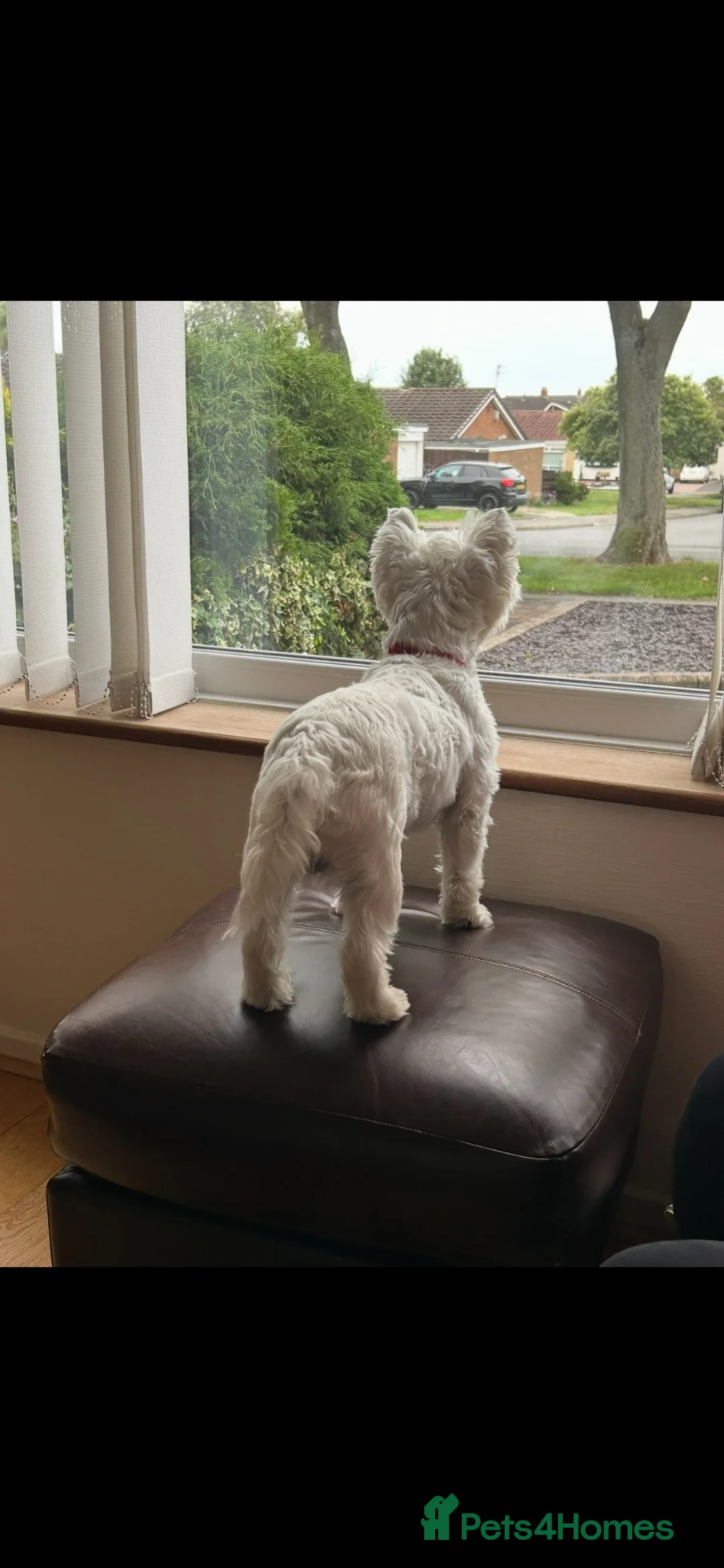 West Highland Terrier dogs for stud: 1st time stud - Advert 2