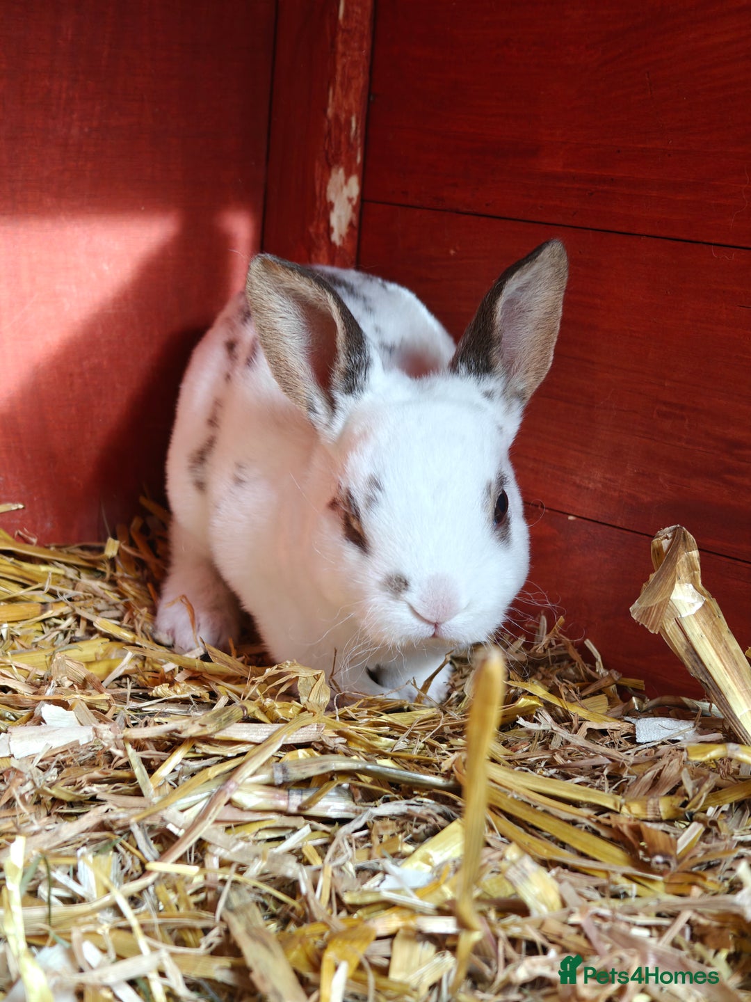 Rex rabbits for sale: Mixed litter of Mini Rex  - Image 10