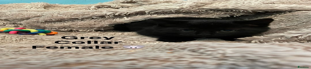 British Shorthair Kitten 4