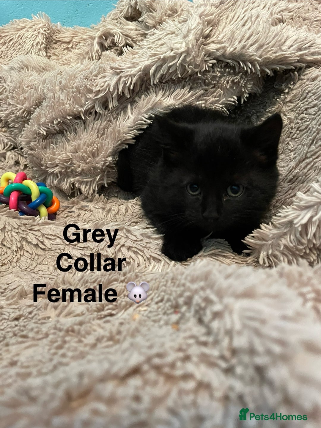 British Shorthair cats for sale: ⭐️🐈‍⬛READY NOW!! British SH Black Kittens⭐️🐈‍⬛ - Image 9