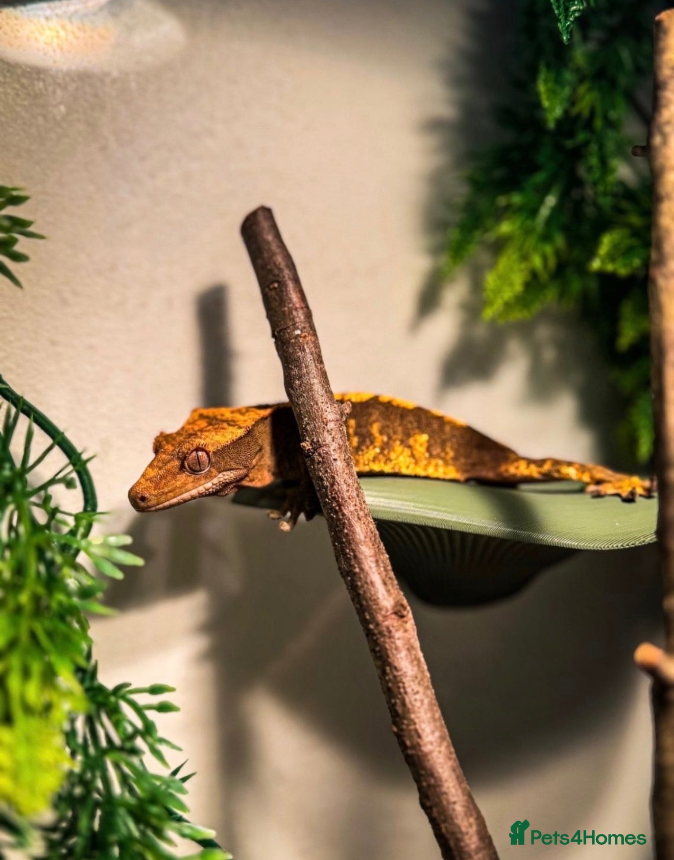 Gecko reptiles Crested gecko + enclosure  - Advert 3