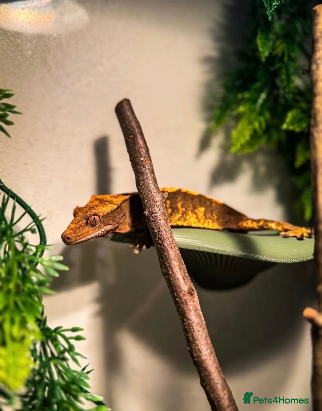 Gecko reptiles for sale: Crested gecko + enclosure  - Advert 1