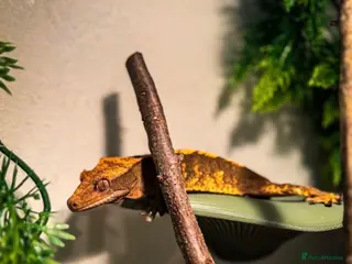 Gecko reptiles Crested gecko + enclosure - Advert 3