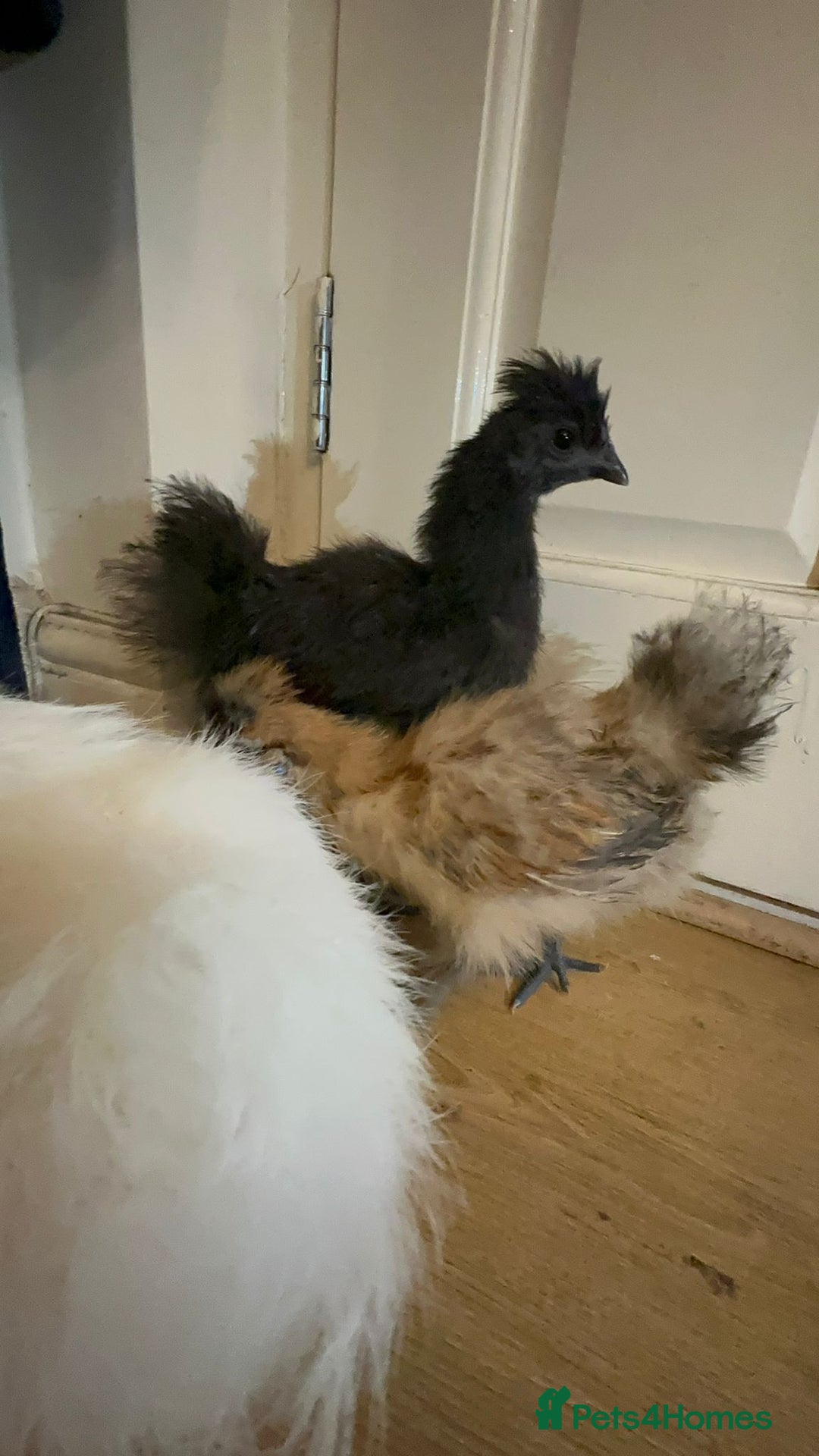 Chickens poultry for sale: 3 Silkie Purebreds for £90 - Advert 4