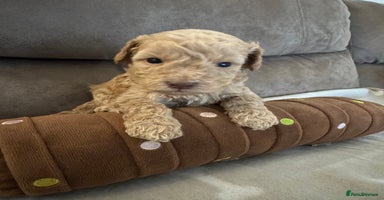 Labradoodle dogs - Advert 5