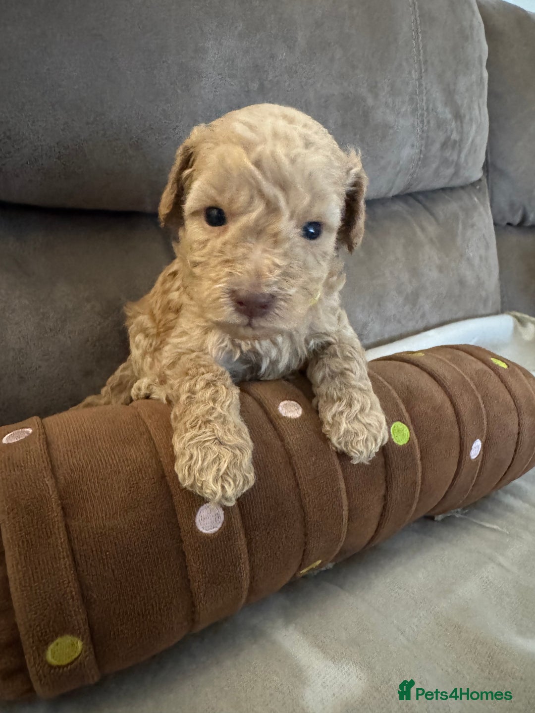 Labradoodle dogs for sale: Miniature Labradoodle puppies - Image 3