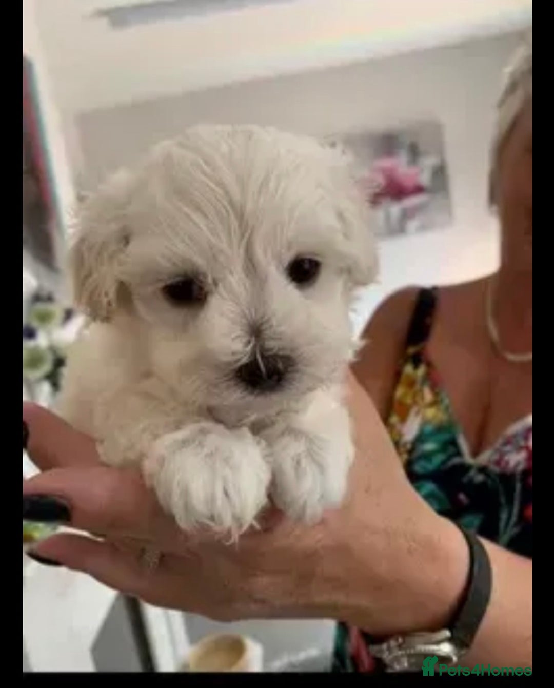 Maltese dogs for stud: Small Maltese dog for stud  in Stafford - Advert 8