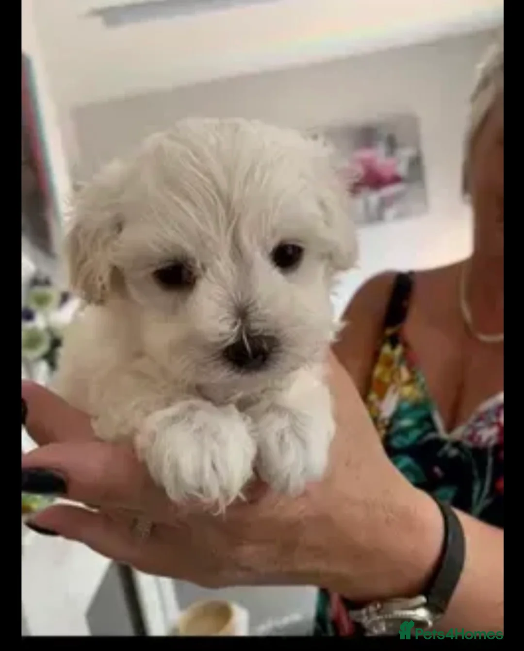 Maltese dogs for stud: Small Maltese dog for stud  in Stafford - Advert 8