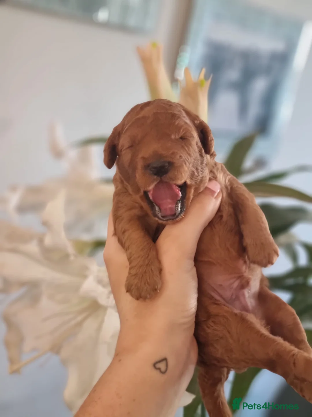 Toy Poodle dogs for stud: Beautiful Red Toy Poodle for Stud in Motherwell - Advert 28