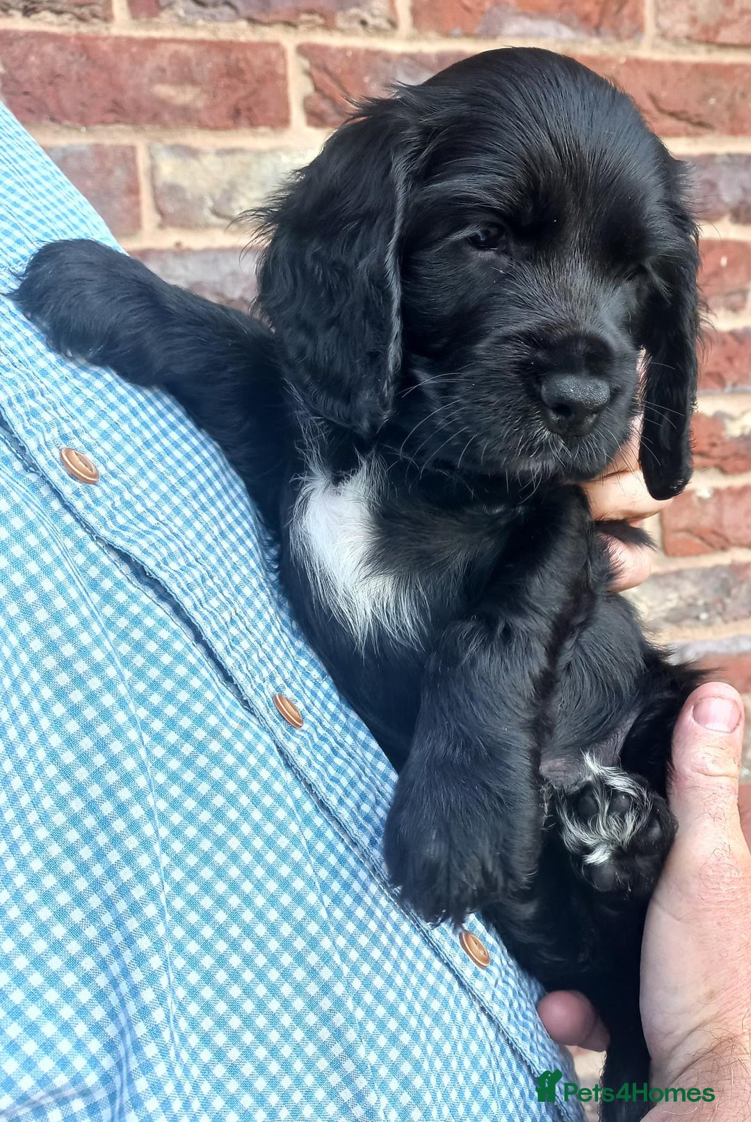Sprocker dogs for sale: Sprocker puppies ready for new adventures! - Image 9