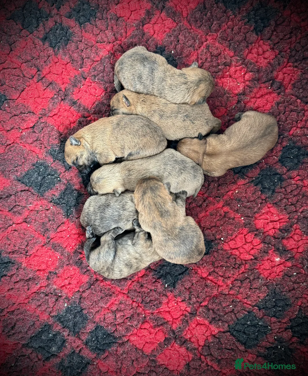 Cairn Terrier dogs for stud: Quality Health Tested & proven stud - Advert 15