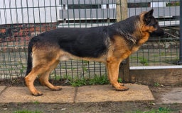 German Shepherd dogs for sale: Chunky GSD puppies from health tested parents  - Image 9