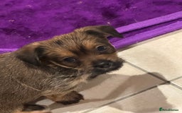 Chorkie dogs for sale: Chorkie puppies girl and boy Ready for home now - Image 6