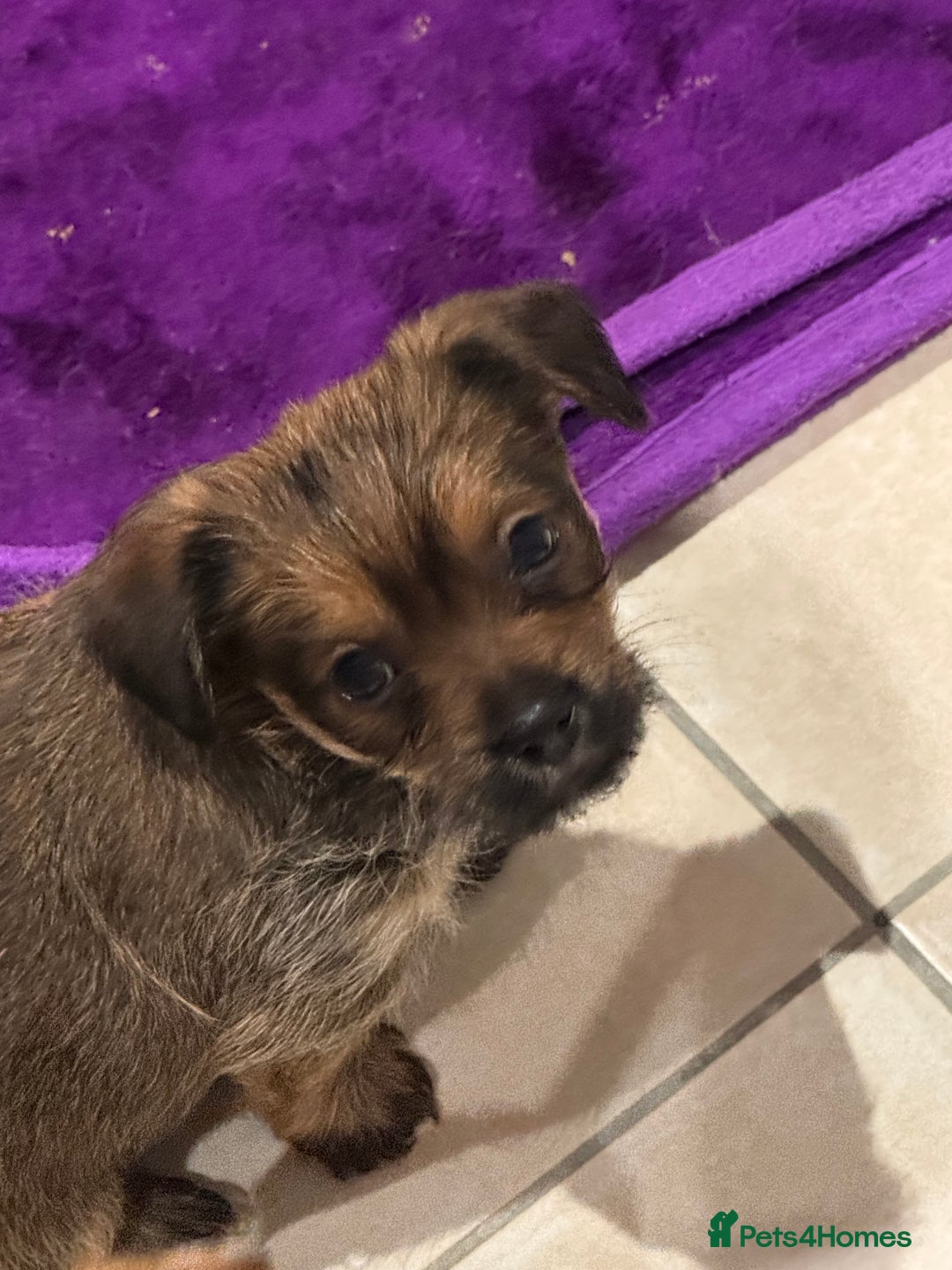 Chorkie dogs for sale: Chorkie puppies girl and boy Ready for home now - Image 6