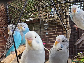 Budgerigars birds Gorgeous baby budgies - Advert 5