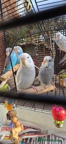 Budgerigars birds Gorgeous baby budgies - Advert 4