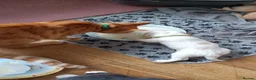 Sprocker dogs for sale: 6 girls spocker  - Advert 8