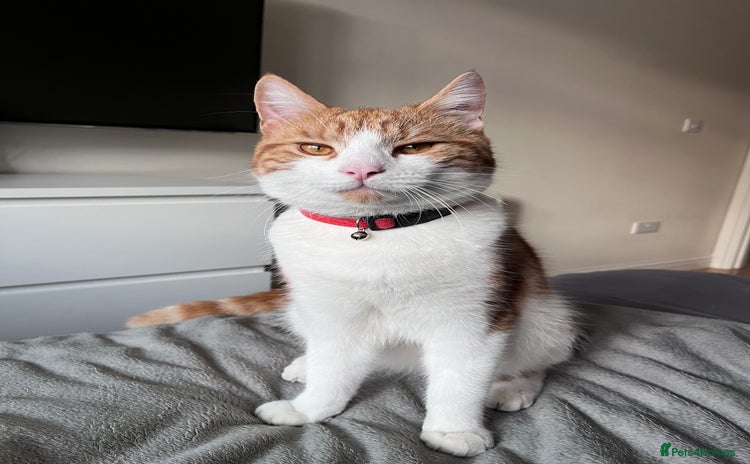 Domestic Shorthair cats - Advert 1