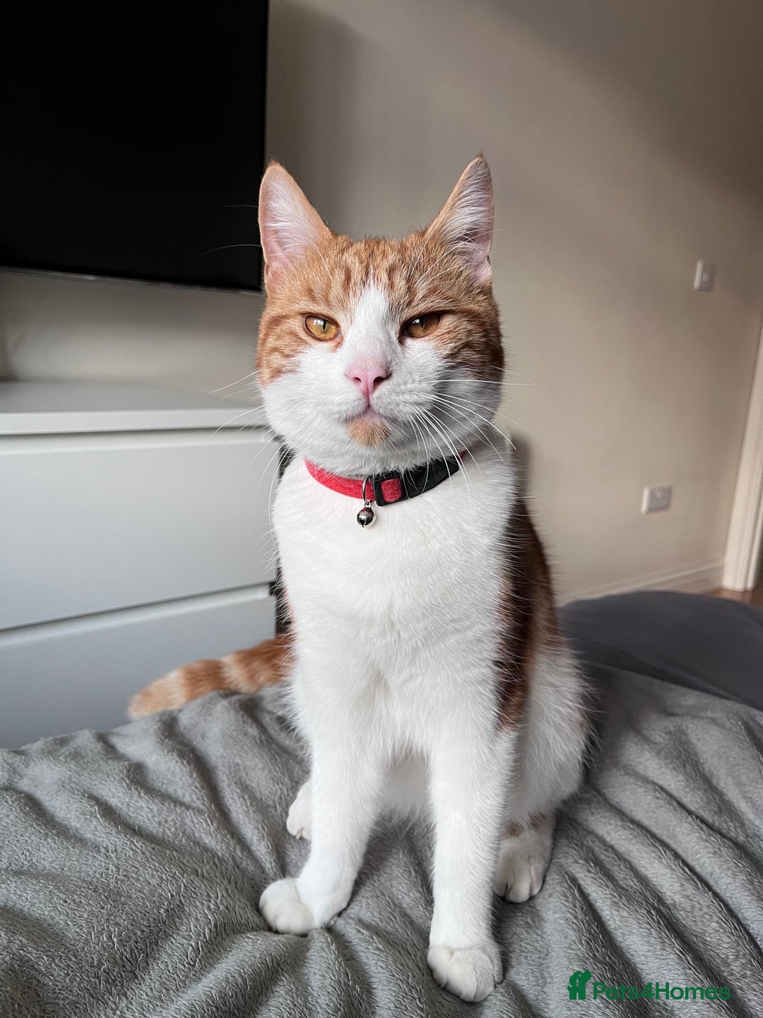 Domestic Shorthair cats for sale: Gorgeous Male Domestic Shorthair Tabby - Image 1