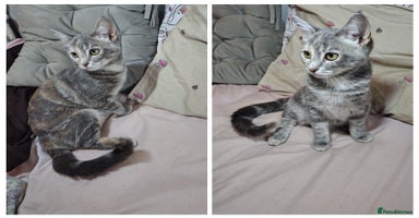 Mixed Breed cats - Advert 10