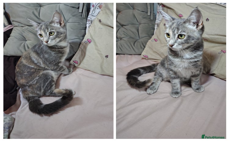 Mixed Breed cats - Advert 10