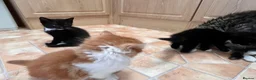 Mixed Breed cats for sale: 🐾 4 Male Kittens Looking for Loving Homes 🐾  - Advert 29