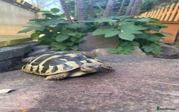 Hermann Tortoise reptiles for sale: 2023 hatchling - Image 2