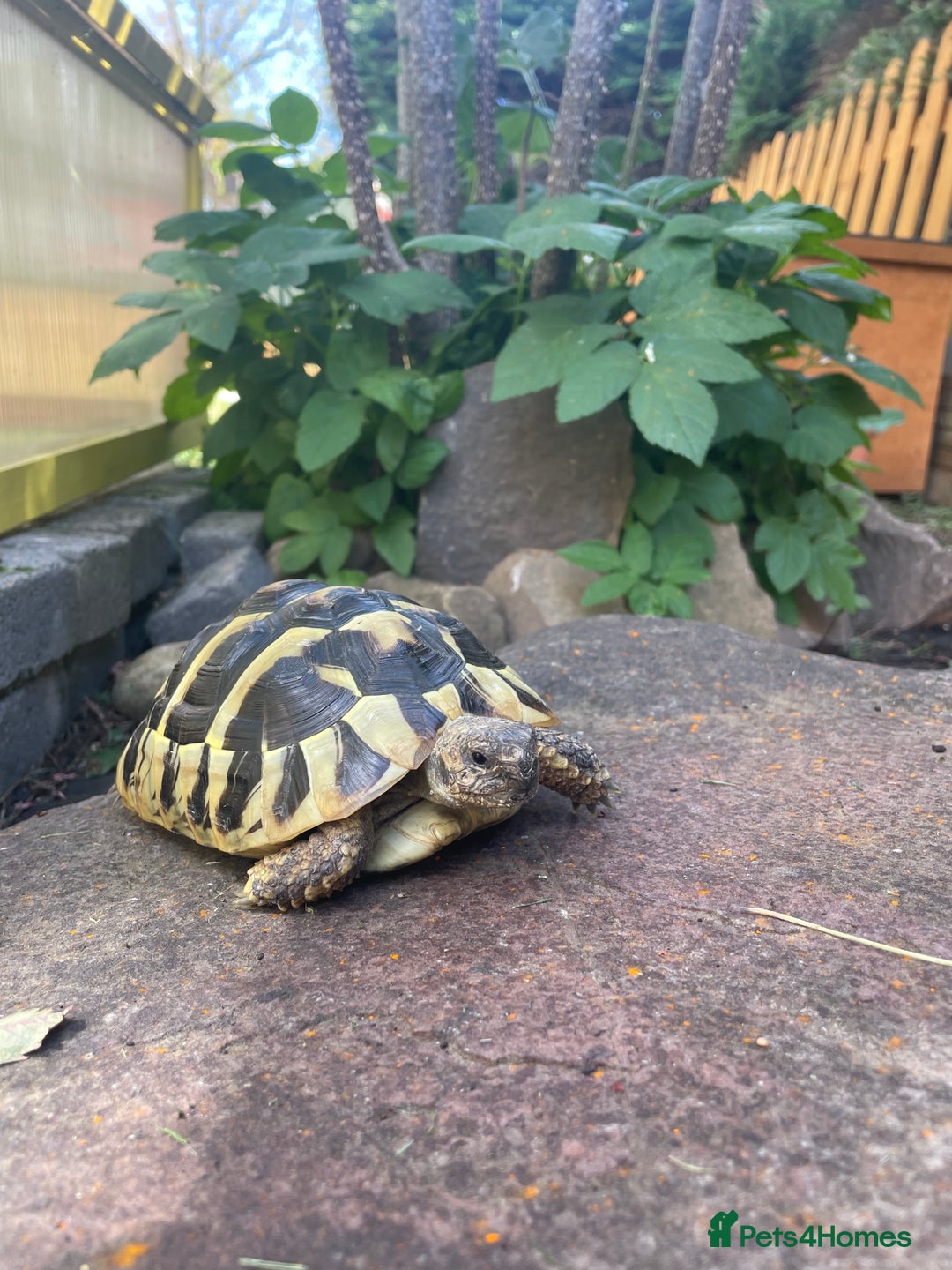 Hermann Tortoise reptiles for sale: 2023 hatchling - Image 2